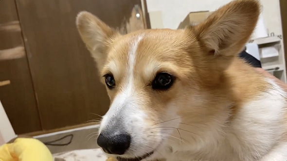 かまってほしいコーギー