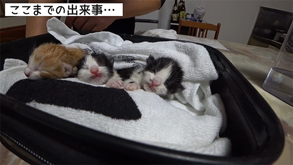3匹の子猫