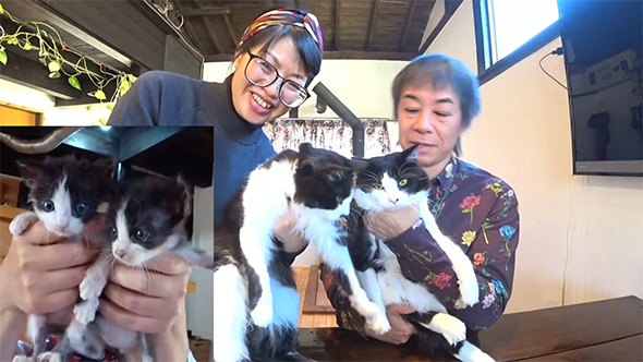 並ぶハチワレ猫