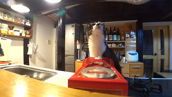 クリームを顔に付けた猫