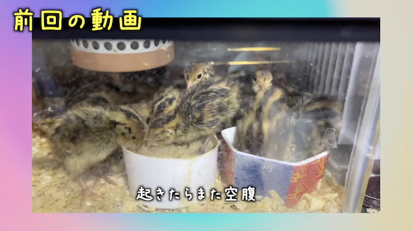 孵化して間もないウズラ