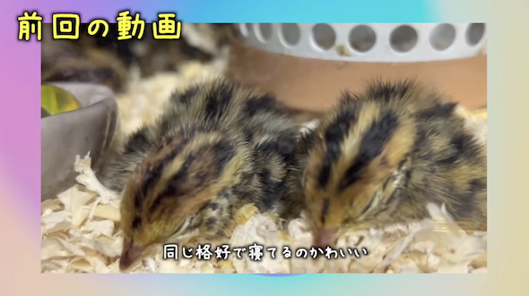 孵化して間もないウズラ