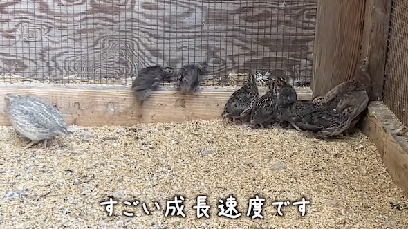 成鳥と同じ見た目になったヒナ