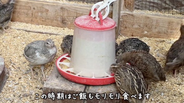 成鳥と一緒に食べるヒナ