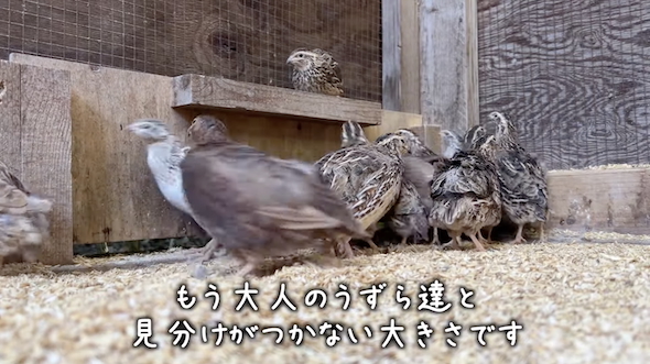 成鳥と同じ大きさになったウズラ