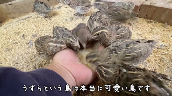 手からエサを食べるウズラ