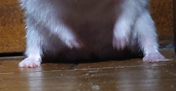 極悪そうなハムスター