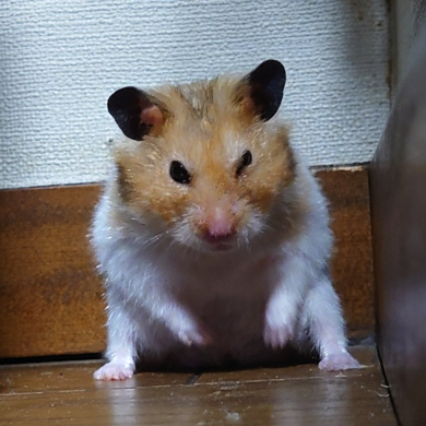 おはむくんの貫禄がすごい