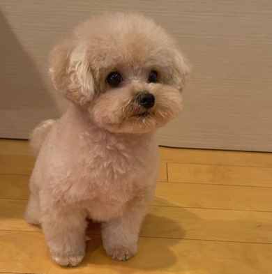 人間の赤ちゃんに見えたワンコ