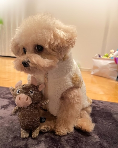 人間の赤ちゃんに見えたワンコ