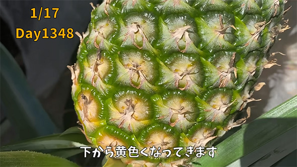 色付いてきたパイナップル