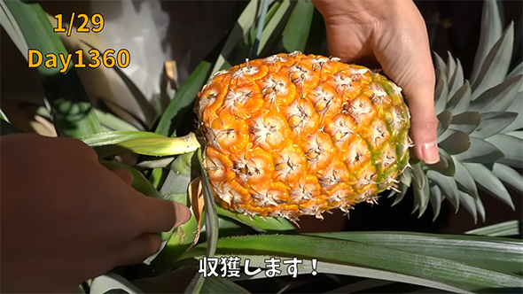 パイナップルを収穫