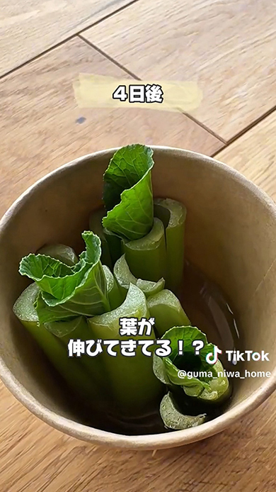 根元から葉が出た！