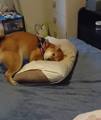 実家の父の枕に夢中なワンコ