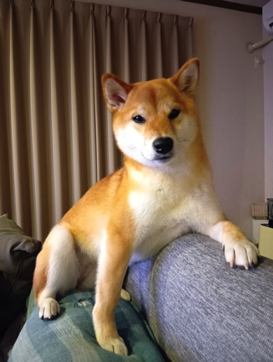 柴犬の女の子・福ちゃん