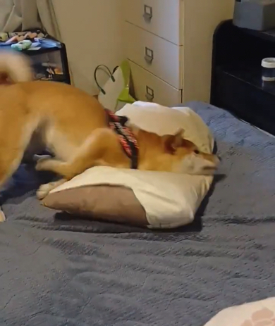 父の枕にすごい勢いで突撃するワンコ