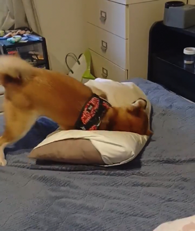 無我夢中で枕と格闘のワンコ