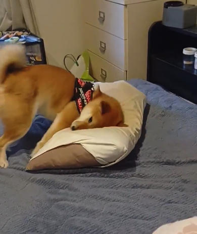 枕に顔全体を擦りつけたり