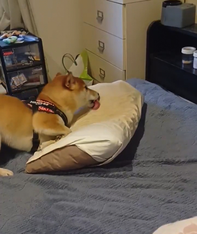 枕をぺろっとなめたり