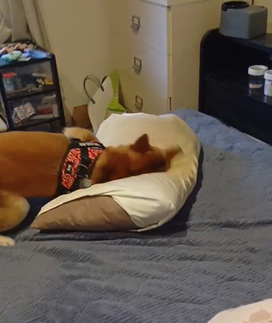 最後まで枕に夢中なワンコなのでした