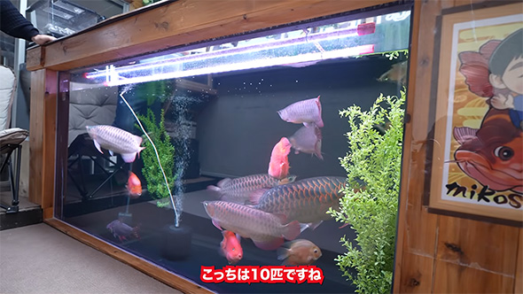 こっちは10匹