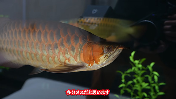 多分メス