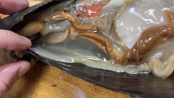 タイラギを開けたけれど何もいない