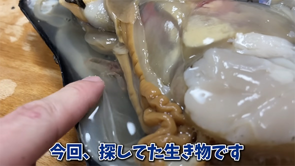 今回探してた生き物