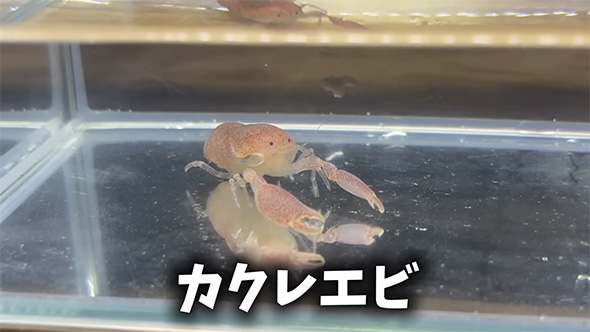 カクレエビ
