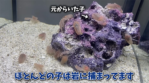 ほとんどの子は