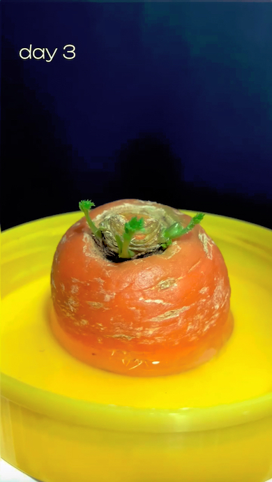 3日目のニンジン
