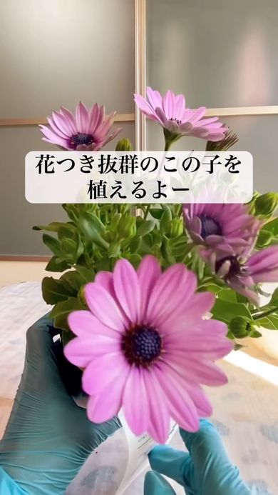 火起こし器に植えるオステオスペルマム