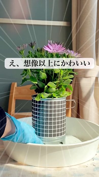 火起こし器にピッタリはまったオステオスペルマム