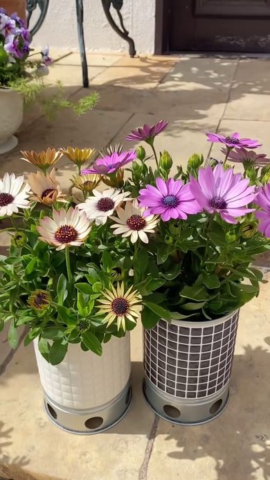 火起こし器に植えられたオステオスペルマム