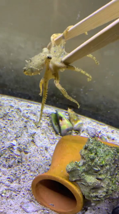 ヒョウモンダコ 飼育 水槽 半年 感想 猛毒 タコ