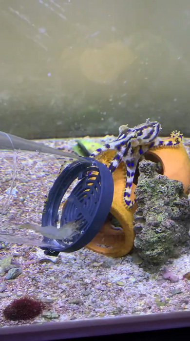 ヒョウモンダコ 飼育 水槽 半年 感想 猛毒 タコ