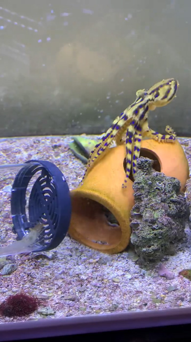 ヒョウモンダコ 飼育 水槽 半年 感想 猛毒 タコ