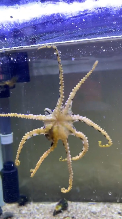 ヒョウモンダコ 飼育 水槽 半年 感想 猛毒 タコ