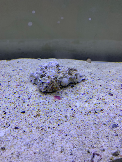 ヒョウモンダコ 飼育 水槽 半年 感想 猛毒 タコ