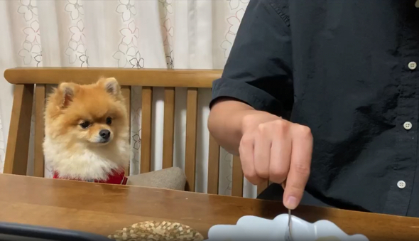 梨を不思議そうに見つめるポメラニアン