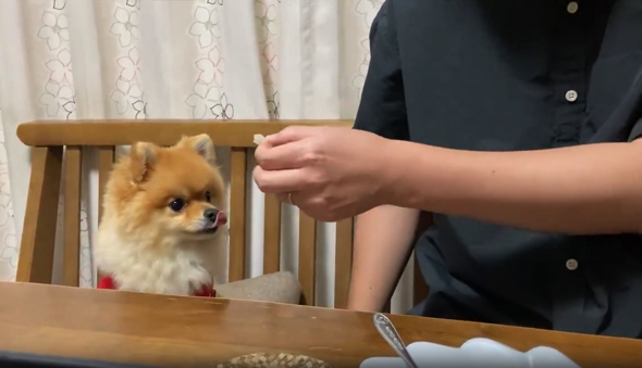  梨をお顔の前に持っていくと、興味深々な様子