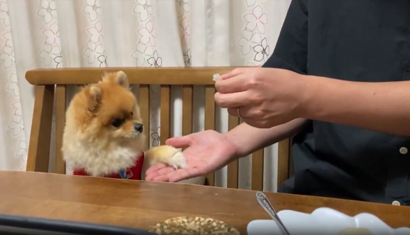  おやつ前に華麗なお手を披露