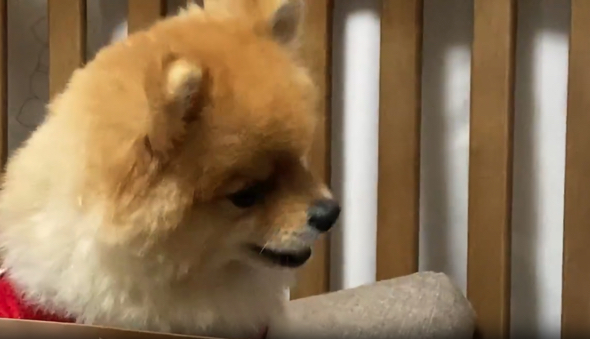   梨を「シャクシャク」「モグモグ」するポメラニアン