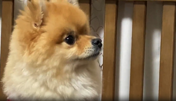  梨のおいしさに衝撃を受けるポメラニアン