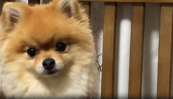  最後はキラキラな表情で「おいしい！」を伝えてくれました