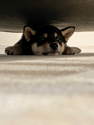 黒柴のビフォーアフター