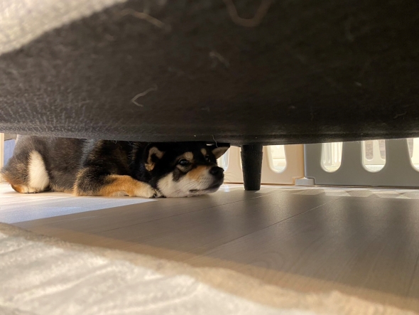 黒柴のビフォーアフター