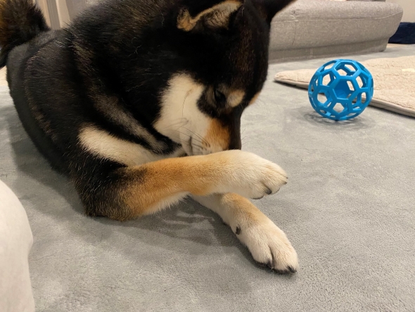 黒柴のビフォーアフター