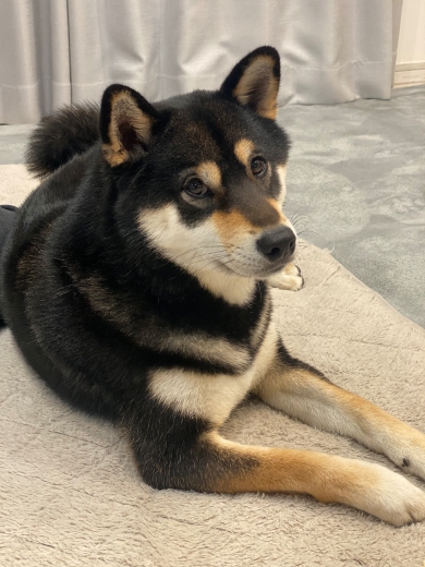 黒柴のビフォーアフター