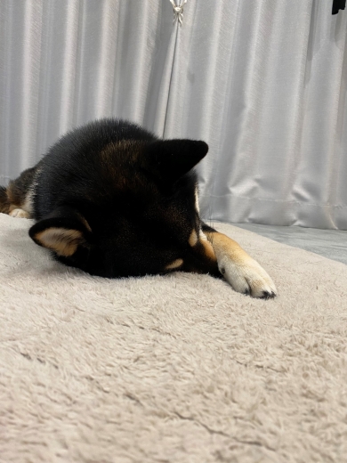 黒柴のビフォーアフター